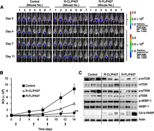 Figure 8 Comparison of in vivo antitumor efficacy of different samples in the orthotopic bladder cancer model in C3H mice.Notes: (A) In vivo imaging acquired via BLS. For statistical analyses, tumor bioluminescence following treatment was normalized against the initial bioluminescence on day 4. (B) ROI-time plots for quantitative comparison (*P<0.05, **P<0.01 versus R-CL/P407). Arrows indicate instillations. Data represent the means ± SD (n=7). (C) Inhibition of mTOR signaling and induction of cleaved PARP. The blots are representative of three independent experiments.Abbreviations: R, rapamycin; R-CL, rapamycin-loaded conventional liposome; R-FL, rapamycin loaded folate-modified liposome; P407, poloxamer 407; BLS, bioluminescence signal; ROI, region of interest.