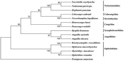 Figure 1. Phylogenetic tree of order Anguilliformes, with African lungfish P. annectens as an outgroup. The topology of phylogenetic tree was inferred from neighbour-joining method.