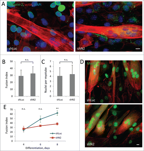 Figure 7. Stable knockdown of nesprin-2 in C2C12 cells reduces efficiency of myoblast fusion without affecting MyoD expression. A. Immunofluorescence of nesprin-2G (green) and staining of actin (red) and nuclei (blue) in C2C12 expressing control shLuciferase (shLuc) and nesprin-2 shRNA (shN2) 4 d after induction of differentiation. Note reduction of nesprin-2 levels and formation of multinucleated myotubes. B, C. Fusion index (ratio of number of nuclei in myotubes to total number of nuclei multiplied by 100) and number of nuclei per myotube in C2C12 cells differentiated for 4 d. At least 2000 total nuclei were count for each condition. D) MyoD immunofluorescence (green) and actin (red) staining of C2C12 cells differentiated for 4 d. E. Fusion index of C2C12 myoblasts expressing control Luciferase (shLuc) and nesprin-2 (shN2) shRNAs induced to differentiate for different times. Statistical analysis was performed to compare fusion index of shN2 to shLuc controls. Bars in A and D, 10 μm. Error bars in B,C,E are SD from 3 experiments. ns, not significant; **, P < 0 .01 by t-test.