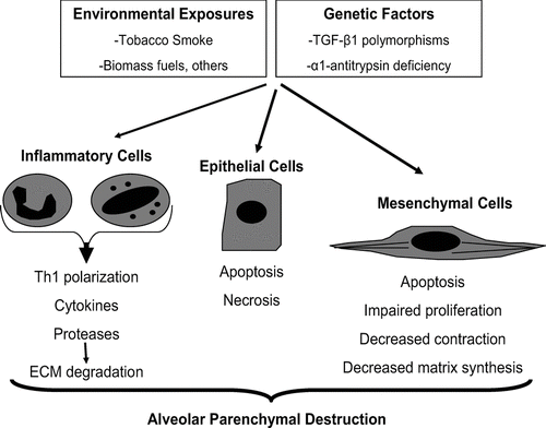Figure 1 Loss of cellular homeostasis in emphysema pathogenesis. Exposure to inhaled toxins (such as cigarette smoke) leads to epithelial cell death, inflammation, and extracellular matrix proteolysis. In susceptible individuals, mesenchymal cell survival and reparative functions are impaired by direct effects of inhaled toxic substances, inflammatory mediators, and by the loss of the peri- and extracellular matrix. The result is the loss of structural cells of the alveolar wall and the associated matrix components.