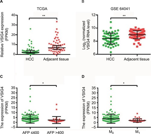 Figure 1 The expression of VSIG4 in HCC.Notes: (A) VSIG4 mRNA expression in HCC and adjacent tissues of 50 patients from the TCGA database. (B) VSIG4 mRNA expression in HCC and adjacent tissues of 60 patients from the GEO database (GSE64041). (C) VSIG4 mRNA levels of HCC patients with high and low serum levels of AFP. (D) VSIG4 mRNA levels of HCC patients in M0 and M1 stage. Independent and paired t-test, *P<0.05, **P<0.01.Abbreviations: FPKM, Fragments Per Kilobase of transcript per Million; GEO, Gene Expression Omnibus; HCC, hepatocellular carcinoma; TCGA, The Cancer Genome Atlas; VSIG4, V-set and immunoglobulin domain containing protein 4.