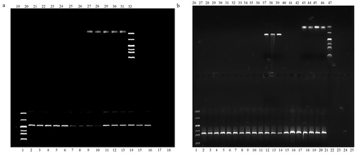 Figure 8 PCR results of 75 samples containing carbapenems.