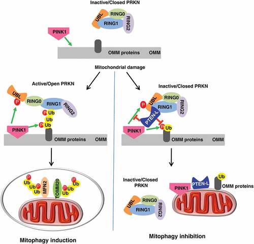 Figure 1. Illustration of how PTEN-L negatively regulates mitophagy.