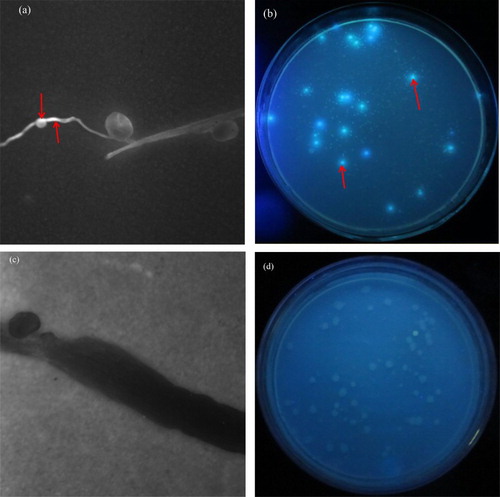 Figure 2. Stereo Fluorescence Microscope and UV lamp detection of endophytic fluorescent tagged rhizobia colonizing alfalfa roots. (a) and (b) show the results using the Stereo Fluorescence Microscope and UV lamp detection method for gn5f; (c) and (d) show the results using the Stereo Fluorescence Microscope and UV lamp detection method for control.