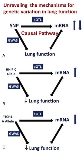 Figure 10. A. Unraveling the causal pathway by which gene variation influences phenotype. If a SNP is a risk factor for a trait AND the same SNP alters the level of expression of a gene, this suggests that the increased risk is caused by altered gene expression. This premise is strengthened if the level of gene expression is related, in the predicted direction, to the phenotype in affected individuals. B. Causal pathway analysis for HHIP. SNPs that increase risk for low lung function and COPD increase lung tissue mRNA for HHIP AND increased lung tissue HHIP mRNA are associated with lower lung function and COPD. C. Causal pathway analysis for PCTH1. SNPs that increase risk for low lung function are associated with lower lung tissue mRNA for PTCH1 AND lower lung tissue PTCH1 mRNA is associated with lower lung function.