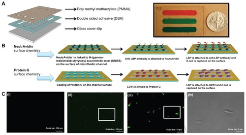 Figure 2 Evaluation of two different surface chemistry methods for E. coli detection on chip. (A) Assembly of the microfluidic chip consisting of PMMA, DSA, and glass cover. Actual image of the assembled microchip containing food dye for visualization. (B) Two antibody immobilization mechanisms were employed, ie, Protein G and NeutrAvidin based surface chemistry. In the first method, biotinylated anti-LBP antibody was immobilized on the microchannel surface via NeutrAvidin. Then, LBP was immobilized on anti-LBP antibody. In the second method, CD14, anti-LPS, or anti-flagellin antibodies was immobilized on the microchannel surface via Protein G. Only CD14 immobilization was illustrated and similar steps were followed for anti-flagellin and anti-LPS. (C) Detection of GFP-tagged E. coli on-chip. To validate the E. coli capture process, and quantify the on-chip concentration and capture efficiency of E. coli, these cells were identified under brightfield (100× magnification) and fluorescence microscopy. (i) Image of the control experiment without E. coli at 10× magnification under a fluorescence microscope. (ii) Image of the capture of GFP-tagged E. coli at 10× magnification under a fluorescence microscope. (iii) Image of the capture of GFP-tagged E. coli at 100× magnification under a fluorescence microscope. (iv) Image of the captured GFP-tagged E. coli at 100× magnification under bright field.Abbreviations: DSA, double-sided adhesive film; E. coli, Escherichia coli; GFP, green fluorescent protein; LBP, lipopolysaccharide binding protein; LPS, lipopolysaccharide; PBS, phosphate buffered saline; PMMA, poly(methyl methacrylate); POC, point-of-care; GMBS, N-(gamma-maleimidobutyryloxy) succinimide