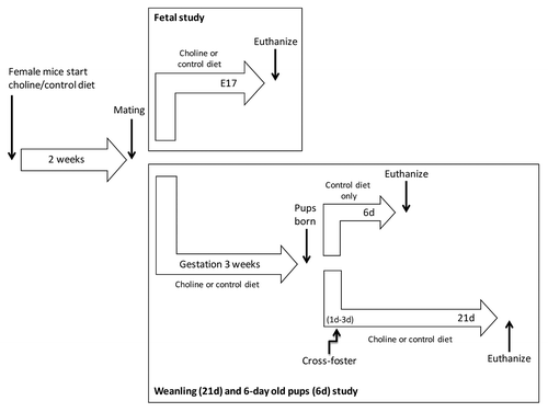 Figure 5. Diagram of study design. The study included a fetal and a 21d weanling + 6 d (6d) old pups part. C3H and tx-j dams received a control or choline supplemented diet 2 weeks before mating, and to embryonic day 17 when fetal livers were obtained for the experiments. Two additional groups of mice were euthanized at 6d, before cross-fostering, and at 21d. Tx-j mice have to be cross-fostered by C3H dams because tx-j dams milk is Cu deficient.