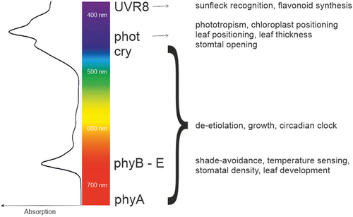 Figure 1. Photoreceptors in higher plants. The graph illustrates the absorption spectra of a plant extract due to the presence of chlorophyll a, b, and carotenoids. The photoreceptors responsible for perceiving different light qualities and their subsequent physiological effects on photosynthesis are also highlighted.