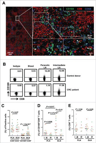 Figure 1. CD169+CD8+ T cells are selectively present in the regional LNs and decreased with progressive stages in CRC patients. (A) Immunofluorescence microscopy of tumor-draining LN sections from CRC patients stained with anti-CD169, anti-CD8+ and anti-CD68 monoclonal antibodies. Enlargements show examples of CD169+CD8+ cells (arrowhead) closely associated with CD169+CD68+ cells. (B–E) FACS analysis of CD169+CD8+ T cells in fresh lymphocytes isolated from control donors with hemangioma (n = 2) or congenital megacolon (n = 2) and CRC patients (n = 25). Lymphocytes were gated as CD45+CD3+CD14− cells. Representative dot plots of at least three individuals from more than three independent experiments (B), and the statistical analysis (C–E) of these samples are shown. The continuous and dashed horizontal bars in C and D represent median values. Results are expressed as means ± SEM.