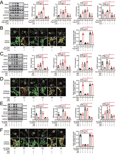 Figure 6. SIRT3-induced TFAM deacetylation is indispensable for melatonin to promote mitophagic flux. (A) representative western blot with densitometric analysis of protein expression of PINK1, PRKN, LC3-II and SQSTM1 in HK-2 cells with or without SIRT3 overexpression; and the protein expression levels were standardized relative to the level of GAPDH; n = 4. (B) mKeima was expressed in HK-2 cells with or without SIRT3 overexpression, and live cell was imaged by confocal microscopy (mKeima-561 nm: red; mKeima-488 nm: green; scale bar: 20 μm); 561 nm/488 nm mKeima was statistically quantified; n = 6. (C) representative western blot with densitometric analysis of protein expression of PINK1, PRKN, LC3-II and SQSTM1 in HK-2 cells with or without melatonin administration; and the protein expression levels were standardized relative to the level of GAPDH; n = 4. (D) mKeima was expressed in HK-2 cells with or without melatonin administration, and live cell was imaged by confocal microscopy (mKeima-561 nm: red; mKeima-488 nm: green; scale bar: 20 μm); 561 nm/488 nm mKeima was statistically quantified; n = 6. (E) representative western blot with densitometric analysis of PINK1, PRKN, LC3-II and SQSTM1 in HK-2 cells with or without SIRT3 knockdown; and the protein expression levels were standardized relative to the level of GAPDH; n = 4. (F) mKeima was expressed in HK-2 cells with or without SIRT3 knockdown, and live cell was imaged by confocal microscopy (mKeima-561 nm: red; mKeima-488 nm: green; scale bar: 20 μm); 561 nm/488 nm mKeima was statistically quantified; n = 6. The data are presented as the mean ± SD. Statistical significance was assessed by one-way ANOVA and *P < 0.05. LPS: lipopolysaccharide, Mel: melatonin.