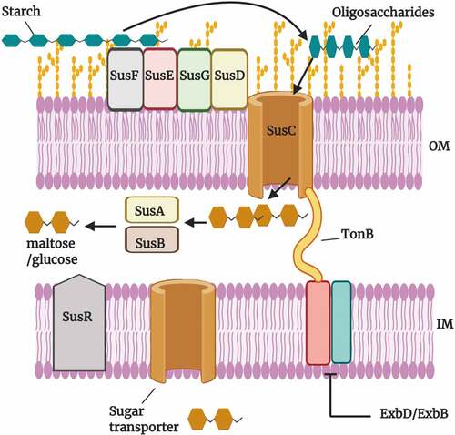 Figure 2. The starch utilization system (Sus) of Bacteroides thetaiotaomicron.