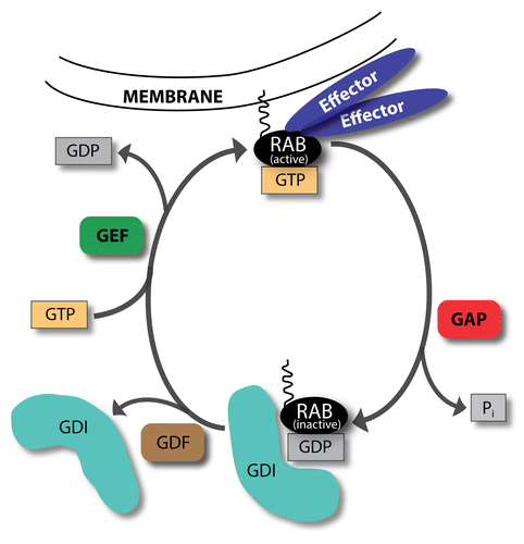 Figure 1. GTP-GDP exchange cycle of RAB proteins. RABs cycle between GTP-bound active and GDP-bound inactive forms. In their active, membrane-attached state they recruit various effectors. GTPase-activating proteins (GAPs) increase the GTP hydrolysis rate, thereby inactivating RABs. Inactive RABs are sequestered in the cytosol by GDP dissociation inhibitors (GDIs). Upon RAB activation, GDI displacement factors (GDFs) can displace GDIs. Afterwards, guanine nucleotide exchange factors (GEFs) activate RAB proteins by changing GDP to GTP.