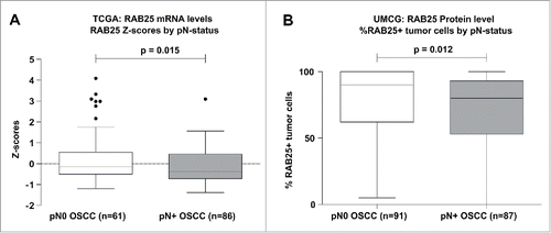 Figure 3. RAB25 expression levels between pN0 and pN+ OSCC in the UMCG and TCGA OSCC cohort. (A) pN+ OSCC in the TCGA cohort (n = 86) express significantly less RAB25 mRNA than pN0 OSCC (n = 61), as revealed by Mann-Whitney-U test. (B) pN + OSCC in the UMCG cohort (n = 87) have significantly less RAB25-positive tumor cells than pN0 OSCC (n = 91), as revealed by Mann-Whitney-U test.