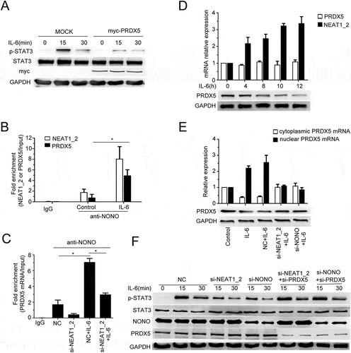 Figure 5. Paraspeckle promotes IL-6-induced STAT3 phosphorylation through trapping PRDX5 mRNA in nucleus