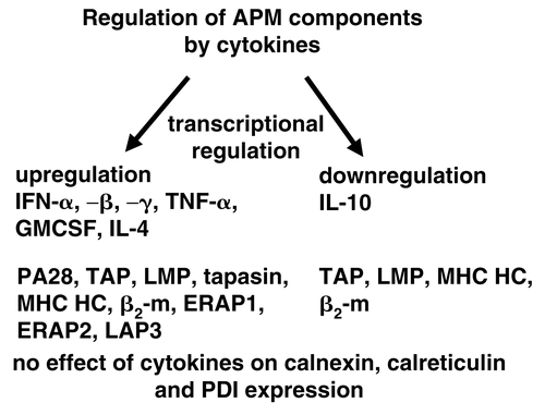 Figure 4.  Mode of transcriptional regulation of APM component.