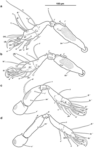 Figure 6. Litoribates floridae sp. nov. adult left legs, antiaxial view (a) leg I; (b) leg II; (c) leg III; (d) leg IV.