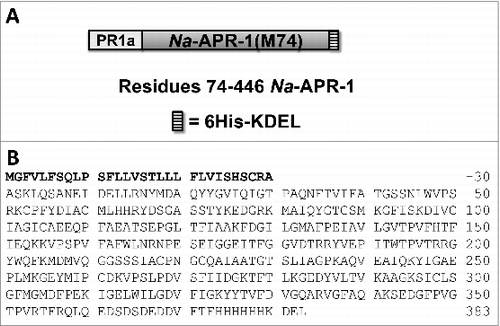 Figure 1. Expression construct for Na-APR-1 (M74). (A) Schematic of the expression construct for Na-APR-1 (M74), and (B) Na-APR-1 (M74) amino acid sequence. The PR-1a signal peptide is shown in bold.