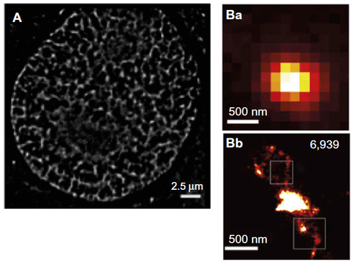 Figure 3 Chromatin labeling strategies for single-molecule localization microscopy.