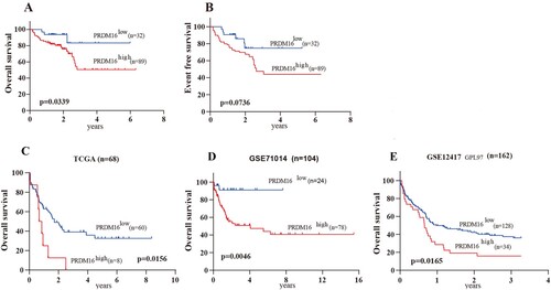 Figure 2. The prognostic value of PRDM16 in CN-AML. The Kaplan–Meier curves show the over survival (OS, A) and event-free survival (EFS, B) of high and low PRDM16 expression groups of the CN-AML cohort. The Kaplan–Meier curves of OS for 3 independent CN-AML cohorts, including TCGA (C), GSE71014 (D), and GSE12417 (E).