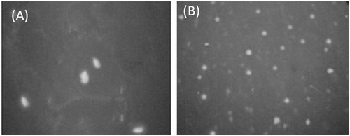 Figure 4. Fluorescence microscopy of cancer cell line shows uptake of (A) uncoupled liposome and (B) LA coupled liposomes.