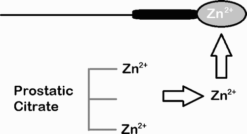 Figure 2.  Schematic representation of the retention of chromatin zinc of spermatozoa expelled suspended in the first ejaculate fractions dominated by prostatic fluid. Zn2+ is secreted from the prostate as free zinc and zinc bound to citrate.