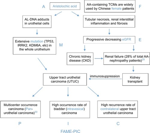 Figure 3 Oncological characteristics of AA-induced upper tract urothelial carcinoma: FAME-PIC.Abbreviations: AA, aristolochic acid; TCM, traditional Chinese medicine; A, aristolochic acid; F, female; M, mutation; E, eGFR; P, pan-urothelial carcinoma; I, intravesical; C, contralateral upper tract; FAME-PIC, aristolochic acid- female-mutation-eGFR-pan-urothelial carcinoma-intravesical-contralateral upper tract.