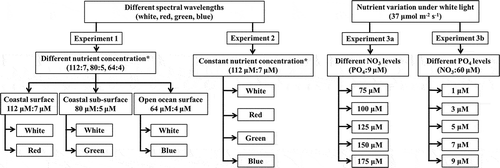 Fig. 1. Schematic representation of the experimental set-up.*denoting PAR value of 37,45,35 and 32 µmol m‒2s‒1 of while (400–700 nm), red (628 nm), green (516 nm) and blue (472 nm).