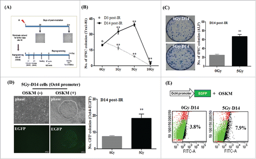 Figure 2. Enhanced generation of induced pluripotent stem (iPS) cells from fibroblasts on day 14 post-irradiation using four factors (4F) for reprogramming. Fibroblasts were exposed to irradiation and were further sub-cultured for the indicated number of days; this was followed by generation of iPS cells using retrovirus encoding four factors (OSKM). (A) Overall scheme of this study. (B and C) The numbers of Tra1-81- or alkaline phosphatase (ALP)-stained colonies induced from OSKM-transduced fibroblasts at 3 d (D3) or 14 d (D14) post-irradiation. Staining for Tra1-81 and ALP was performed at 2 or 3 weeks, respectively, during reprogramming. The data are shown as mean ± SD from three independent experiments (**P < 0.01, one-way ANOVA analysis with Scheffe pairwise post-hoc test). (D) Morphology and GFP expression in Oct4-promoter EGFP expressing 5Gy-D14 cells during reprogramming (via OSKM). Post-irradiated fibroblasts were transduced with Oct4 promoter-EGFP for 1 d before OSKM infection. Scale bar = 100 μm. Oct4-promoter EGFP expressing colony numbers were counted at 2 weeks during reprogramming. The data are shown as mean ± SD from three independent experiments (**P < 0.01, one-way ANOVA analysis with Scheffe pairwise post-hoc test). (E) Quantification of GFP expression by flow cytometry analysis. Representative image of Oct4-promoter EGFP expressing colonies during reprogramming. FITC represents the intensity of GFP expression, and the y-axis represents cell counts. 0Gy-D14: non-irradiated fibroblasts sub-cultured for 14 d (control), 5Gy-D14: fibroblasts at 14 d post-irradiation with 5 Gy.