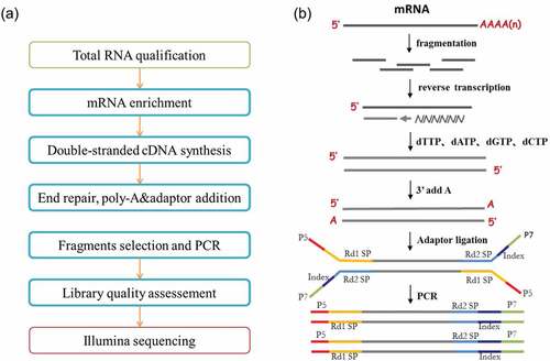 Figure 2. Library preparation and transcriptome sequencing of mRNA generated from total RNA isolated from CD8 T cells as described in Figure 1. (a) Workflow schematic depicting mRNA library preparation and deep sequencing. (b) Schematic depicting the process used for mRNA library generation and transcriptome sequencing (courtesy of Novogene Corporation, Inc., with permission).