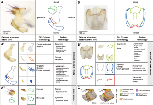 Figure 2. Visual atlas of the external female terminalia. Light microscopy images showing the whole external terminalia in lateral view (panel A) and the genitalia in posteroventral view (panel B). Individual structures are highlighted below each image, with line drawings to aid identification. Previous FlyBase terms are listed in the left column and revised terms are given in the right column. Panel C is a detail of a lateral view with internal structures extruded (as during egg laying), to highlight interior membranous structures.