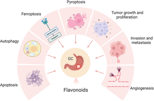 Figure 1 The potential role of flavonoids for GC therapy. Flavonoids exert a regulatory role in modulating various phenotypes of GC, encompassing tumor growth, proliferation, invasion, metastasis, angiogenesis, and cell death. Created by Biorender.com.