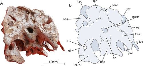 FIGURE 7. Occipital region of the skull of the holotype specimen of Qianzhousaurus sinensis (GM F10004). A, photograph of skull in posterior view; B, line drawing of skull in posterior view. Abbreviations: bsp, basisphenoid; l. po, left postorbital; l. quad, left quadrate; l. sq, left squamosal; magf, magnum foramen; oc, occipital condyle; ottc, otoccipital; pal, palatine; par, parietal; pot, postorbital tab; qf, quadrate foramen; qj, quadratojugal; r. jug, right jugal; r. po, right postorbital; r. sq, right squamosal; socc, supraoccipital.