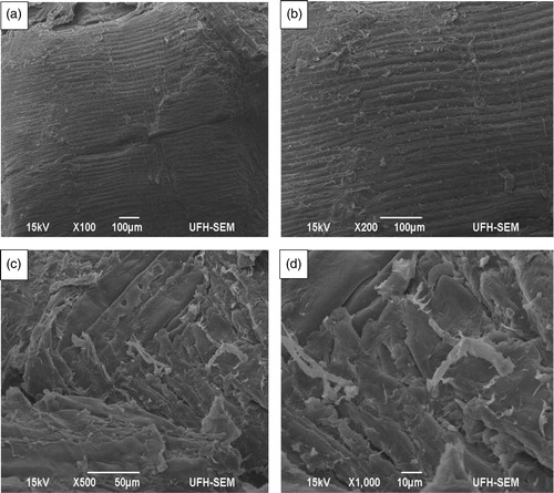 Figure 4 SEM images of industrial spruce pellet obtained at different magnifications: (a) ×100; (b) ×200; (c) ×500; (d) ×1000. The images reflect internal and surface morphology taken from different parts of the pellet.