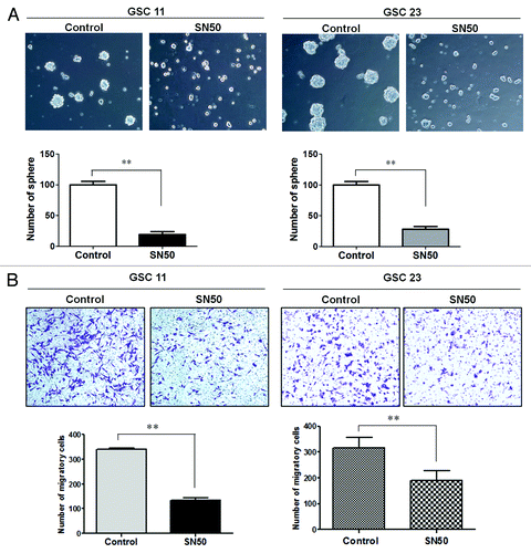 Figure 4. Effects of SN50 on GSC neuro-sphere formation (A) and invasion (B). GSC11 and GSC23 cells were cultured in the DMEM/F-12 medium containing 2% B-27, 20 ng/mL EGF, and 20 ng/mL β-FGF in the presence or absence of SN50 (25 μg/mL). Twenty-four hours later, (A) the cells were dissociated and suspended in drug-free culture medium and seeded in 24-well tissue culture plates at a density of 5000 cells per well. Following 4 d incubation at 37 °C in a humidified incubator containing 5% CO2/95% air, sphere formations were observed and counted under a phase-contrast microscope; (B) the cells were dissociated and suspended in drug-free culture medium at 1 × 105 cells/mL, and then 300 µL of the cell suspension was added to the upper wells of the CytoSelect™ 24-Well Cell Migration/Invasion Assay system. The upper wells contained serum-free DMEM/F-12 medium and the lower wells contained DMEM/F-12 medium with 10% FBS. After 48 h of incubation, noninvading cells in the upper chambers were gently wiped away and the adherent cells on the lower side of each membrane were fixed and stained with 0.1% (w/v) crystal violet. Five fields were randomly selected and the stained cells were counted under a microscope. Data shown are the representative of three identical experiments. **P < 0.01, SN50 vs. control.