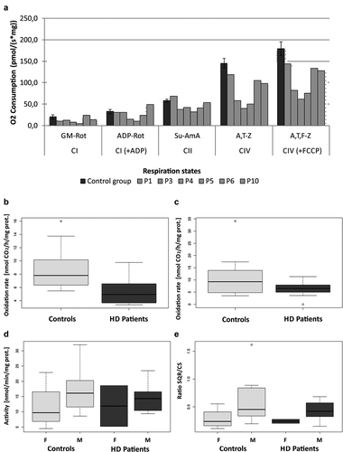 Figure 3. Alteration of mitochondrial functional parameters in fibroblasts from HD patients. a) Measurement of oxygen consumption. The ratios of average values of oxygen consumption in fibroblasts showed lower values in most of tested patient´s lines in comparison to controls Mitochondrial energy generating system capacity, oxidation of substrate in reaction containing [U-14C]malate+acetylcarnitine+malonate+ADP (b) and [1–414C]succinate+acetylcarnitine+ADP (c) were decreased in HD cells; d) The activity of succinate – coenzyme Q reductase (SQR, complex II of respiratory chain) measured by spectrophotometry, showed a significant interaction of sex, HD and age (p = 0.0078), comparison related to HD and sex are shown. F- female, M- male. Ee) The activity of succinate – coenzyme Q reductase (SQR, complex II of respiratory chain) normalized to activity of citrate synthase (SQR/CS) was associated with sex (p = 0.0213) having a significant interaction of sex, HD and age (p = 0.0188). Comparison related to HD and sex are shown. Details of the effect of age are given in supplement, see Figure S4 and S5.