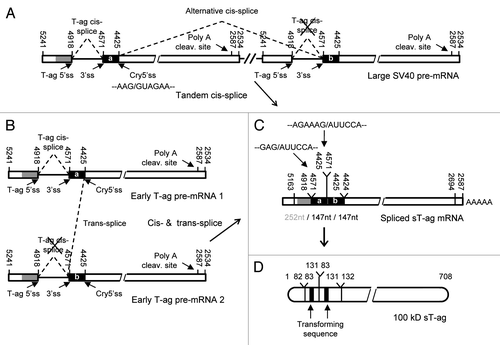 Figure 4. Schematic illustration of two mechanisms that can lead to the generation of the sT-ag mRNA and protein. (A) Alternative RNA cis-splicing of a long pre-mRNA transcript originating from genomic SV40 DNA tandem integration; this mechanism involves two cis-splice events, i.e., a regular splice from the T-ag 5′ss to the common 3′ss and a second alternative splice from the cryptic 5′ss related to the first SV40 genome to the 3′ss related to a second SV40 DNA tandem repeat. (B) RNA trans-splicing between two early T-ag pre-mRNAs; this mechanism involves a regular cis-splice of the first transcript from the T-ag 5′ss to the common 3′ss and a second alternative trans-splice from the cryptic 5′ss of the first transcript to the 3′ss of the second transcript which is not spliced in cis. (C) Structure of the identified spliced mRNA coding for the sT-ag, which contains a 147 nt partial duplication of exon 2 sequences. Linkages between exon 1 and exon 2 sequences as well as between the exon 2 repeats resemble the splice sites and are consistent with a regular splice from the T-ag 5′ss to the common 3′ss and a second alternative splice from the cryptic 5′ss to a duplicate of the 3′ss. a and b: identical sequence stretch being duplicated in the sT-ag mRNA. (D) Structure and aa numbering of the observed 100 kD sT-ag harboring a duplication of the transforming Rb binding domain (black rectangle).