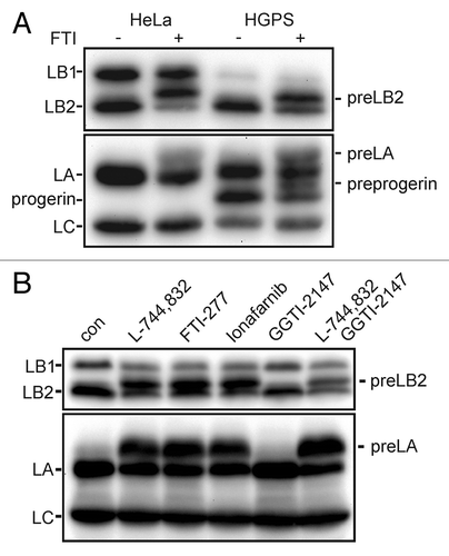 Figure 2. Effect of FTI on lamins is not specific to cell type or drug. (A) PreLB2 accumulates in FTI treated HeLa cells and HGPS dermal fibroblasts (HGADFN136). (B) The accumulation of preLB2 occurs with different FTIs, but not with a GGTI. Each FTI was used at 2.5 μM and GGTI-2147 was used at 10 μM. All samples were treated for 48 h. In all panels A–D, equal amounts of protein were loaded in each gel lane.