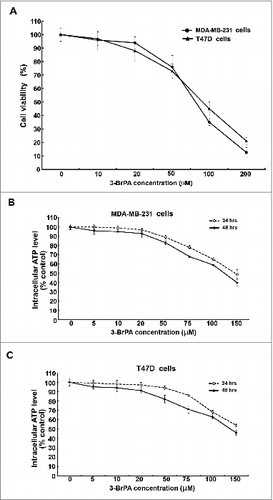 Figure 1. Maximum tolerated dose of 3-BrPA in MDA-MB-231 and T47D cells. Breast cancer cells were evaluated for toxicity in response to 3-bromopyruvate (3-Br-PA). (A) Trypan blue exclusion assay, and (B, C) bioluminescence assay to quantify intracellular ATP levels.