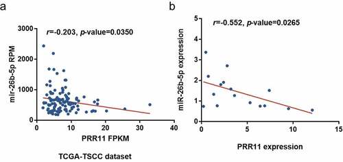 Figure 4. Correlation of miR-26b-5p and PRR11 expression in TSCC. pearson correlation analysis shows a negative correlation between miR-26b-5p and PRR11 mRNA level in the (a) TCGA-TSCC subset (n = 110) and (b) 8 paired samples