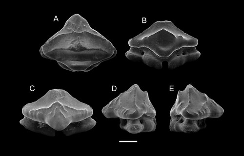 FIGURE 3. SEM images of the holotype of Ptychotrygon ameghinorum sp. nov., MPM-PV 1160.1.1, A, occlusal; B, lingual; C, labial; D and E, profile views. Scale bar equals 500 µm.