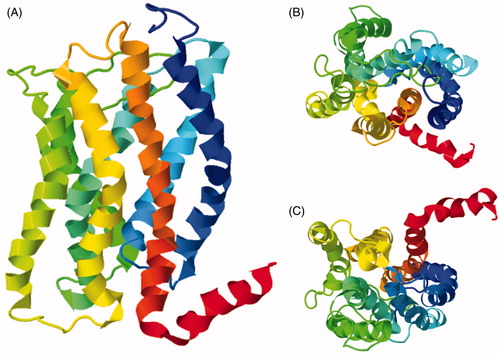 Figure 12. Solid-state NMR structure of the human chemokine receptor CXCR1 in lipid bilayers. (A) Side view. (B) Top view from the extracellular surface. (C) Bottom view from the intracellular surface. The structure is coloured with the N-terminus in blue and the C-terminus in red. These structures were drawn from the PDB file 2LNL using using Jmol: An open-source Java viewer for chemical structures in 3D (http://www.jmol.org/) (Herráez, Citation2006). This Figure is reproduced in colour in Molecular Membrane Biology online.