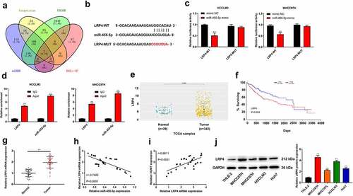 Figure 5. MiR-455-5p targets LRP4 in HCC. (a) The intersection of veen diagram (targetscan, ENCOR, miRDB, and DGE-up) showed 2 common genes. (b) The binding sites of miR-455-5p and LRP4. (c) The targeting relationship between LRP4 and miR-455-5p was confirmed by luciferase reporter assay in HCCLM3 and MHCC97H cells. (d) After anti-Ago2-mediated RIP assay, the expression of LRP4 and miR-455-5p in HCCLM3 and MHCC97H cells was detected using qRT-PCR. (e) TCGA database was used to analyze the level of LRP4 in HCCs. (f) The overall survival of LRP4 in HCC patients from TCGA database. (g) QRT-PCR assay was applied to test LRP4 expression in normal and tumor tissues (n = 30). (h, i) Pearson correlation analysis was performed to assess the relationship among HUMT, miR-455-5p and LRP4. (j) The protein expression of LRP4 in the human liver cell line (THLE-2) and HCC cell lines (HCCLM3, MHCC97L, MHCC97H, and Huh7) was detected using western blot. **P < 0.01 vs. Normal, mimic NC or THLE-2 group.