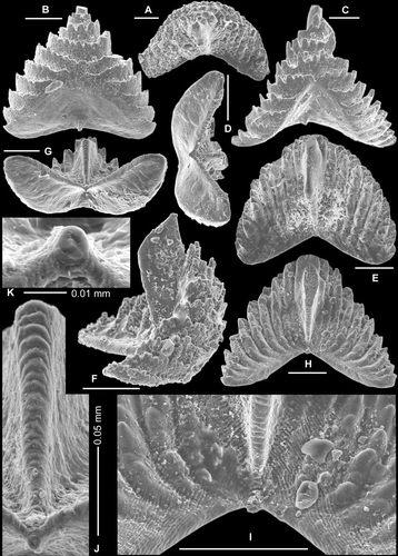 Fig. 12 Serratognathus diversus An, 1981. Sa element. A, AMF.135044, THH7, upper view (IY119–001); B, AMF. 132592, THH6, anterior view (IY12–020); C, AMF.135045, THH6, anterior view (IY48–005); D, AMF. 132594, THH8, basal view (IY12–038); E, AMF.135046, THH6, posterior view (IY48–008); F, AMF.135047, THH10, lateral view (IY119–038); G–K, AMF.135048, THH7, G, basal view (IY119–008), H, posterior view (IY119–005), I, posterior view, enlargement showing surface striae (IY119–006), J, posterior view, enlargement showing laminated structure of posterior margin of the cusp (IY119–006), K, basal view, enlargement showing the circular ring structure of the initial growth disk (IY119–009). Scale bars=100 μm, unless indicated otherwise.