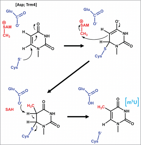 Figure 2. Proposed mechanism for m5U methylation catalyzed by TrmA. Two active site residues (shown in blue) are proposed to act as a nucleophile to attack C5 and create a covalent enzyme-nucleotide intermediate and a general base to remove the proton from C6 following methylation. The methyl donor (SAM) and resulting SAH are shown in red. Although other C5 methyltransferases maintain the cysteine nucleophile, the identity of the general base is not the same for other enzymes; i.e. for Trm4, an Asp is proposed to catalyze this function.