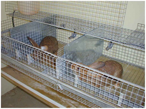 Figure 1. Experimental cage consisting of three contiguous individual compartments delimited by a solid tin wall that impair the animals seeing each other, and provided with small holes allowing the olfactory perception of the contiguous rabbits