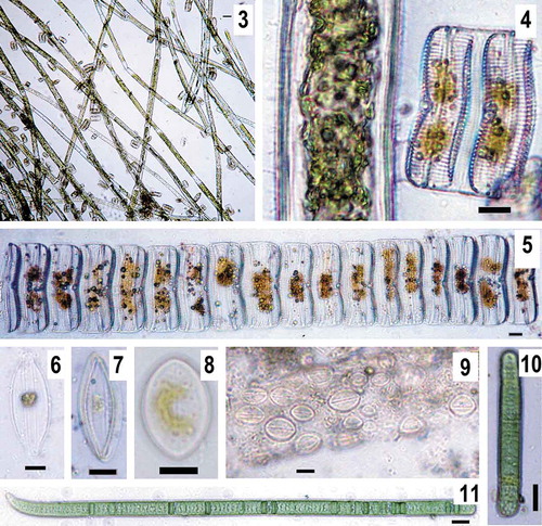 Figs. 3–11. Some abundant species of epiphytic microalgae on Cladophora filaments in Lake Chersonesskoye (May 2018). Fig. 3, 4. Cladophora filaments overgrown with colonies of Achnanthes armillaris. Fig. 5. a colony of A. armillaris. Fig. 6. Halamphora coffeiformis. Fig. 7. Mastogloia braunii. Figs 8, 9. Cocconeis kuyalnitzkensis. Cyanobacteria. Fig. 10. Oscillatoria tenuis. Fig. 11. Phormidium breve. Scale bar for 3 is 50 μm, for 4–11 is 10 μm