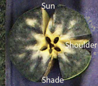 FIGURE 1 Cross-section of the bottom half of an apple cut in half on the equator between stem and calyx ends. Before cutting the fruit in half, wedges were removed from the sun, shoulder, and shade sides of the whole fruit for analysis of TA after determination of firmness and SSC. The remaining tissue was sprayed with an iodine solution for determination of starch index.