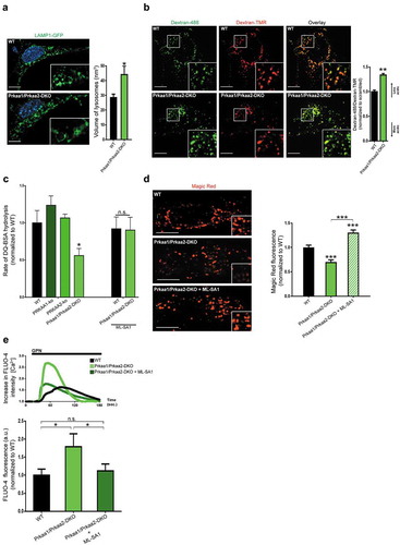 Figure 5. Impaired lysosomal function in AMPK-deficient cells. (a) Increased lysosomal volume in cells lacking AMPK activity (prkaa1 prkaa2 double-knockout MEFs, AMPK DKO). Representative equatorial plane confocal images of mouse embryonic fibroblasts derived from WT (upper panel) or AMPK DKO (lower panel) mice, transfected with LAMP1-GFP. Scale bar: 2 μm. The column plot on the right shows the average±st.d. of the lysosomal volume across at least 60 cells acquired for each condition, from 2 independent experiments. T-test p-value *p < 0.05 (b) Equatorial plane confocal images of AMPK DKO and WT MEF cells stained with dextran-Oregon Green and dextran-TMRM. Scale bar: 3 μm. Dextran-Oregon Green is quenched under acidic pH, so increased green:red ratio denotes impaired lysosomal acidification. The average ± s.e.m. green:red ratio for 40 cells from 2 independent experiments is presented in the plot on the right panel (normalized to WT green:red = 1). (c) Decreased lysosomal proteolytic capacity in AMPK DKO MEFs, which was rescued after reactivation of the lysosomal Ca2+ channel MCOLN1. The rate of DQ-BSA hydrolysis (increase of fluorescence units per min, per mg of protein) is a function of lysosomal proteases, and was measured using a plate reader over 2 h. The linear range was used to determine the rate. The average±st.d. rate for each condition (20 wells in a 96-well plate) is presented in the plot on the upper right panel. These values are a representative experiment. Three independent experiments were performed, with 20 wells per condition. ANOVA p-value *p < 0.05; n.s., non-significant. (d) Decreased activation of Magic Red dye in AMPK DKO MEFs. Magic Red freely diffuses through the cell, and upon activation in the lysosomes, it emits red fluorescence proportional to the activity of lysosomal CTSB. The AMPK DKO cells present a sharp decrease in the activation of Magic Red, which is normalized by treatment with the MCOLN1 activator MLSA1 20 µM 4 h (DMSO as vehicle control). The column plot shows the average±st.d. intensity of Magic Red signaling from 40 cells per condition from 2 independent experiments. ANOVA p-value ***p < 0.001 (e) Increased lysosomal Ca2+ in AMPK DKO MEFs. Cells are loaded with the lysosomotropic compound Gly-Phe β-naphthylamide (GPN), which readily diffuses across the cell. When entering the lysosome, GPN is activated by CTSC, and the activated product forms pores in the lysosomal membrane which allow the release of lysosomal contents to the cytoplasm, including Ca2+. The increase in cytoplasmic Ca2+ upon GPN treatment is measured by changes in the fluorescence intensity of the cytoplasmic Ca2+ indicator Fluo-4 over time. The curves obtained for Fluo-4 fluorescence intensity over time scrambled and RC-kds cells are presented in the bottom panel (average of at least 30 cells per condition; 2 independent experiments were performed), normalized to the fluorescence intensity in the first frame. The increased magnitude of the peaks are a function of increased lysosomal Ca2+contents in AMPK DKO, and the average±st.d. of the peaks are presented in the column plot below. ANOVA p-value *p < 0.05.