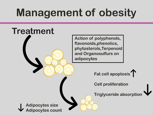 Figure 1. Mechanism of action of phytochemicals in the management of obesity.