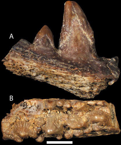 Figure 12. A–B. Two large ischnacanthiform jaw fragments; A. NRM-PZ P16369 in lingual view; B. NRM-PZ P16370 viewed from the top with anterior facing left. Both elements come from sample G00-2LJ. Scale bar represents 1 mm.